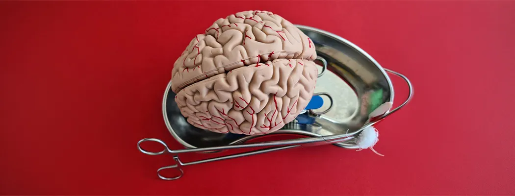 Human brain model on surgical tray with medical tools