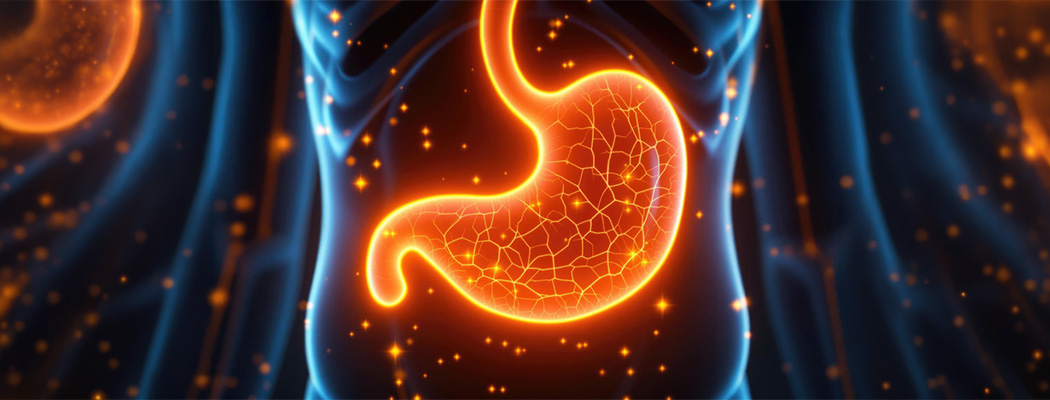 Healthy stomach anatomy illustration